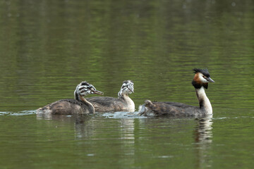 Grèbe huppé,.Podiceps cristatus, Great Crested Grebe, femelle et jeune