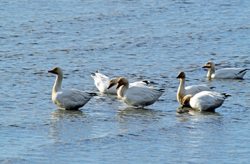 Oie des neiges,.Anser caerulescens, Snow Goose, migration, Réserve du Cap Tourmente, Quebec, Canada