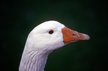 Oie des neiges,.Anser caerulescens, Snow Goose, migration, Réserve du Cap Tourmente, Quebec, Canada