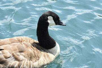 Goose side photography swimming on watter