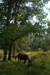 Ponies wandering in a Swedish meadow!