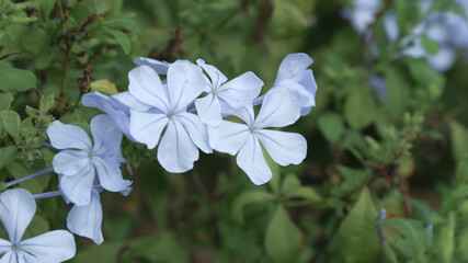 Closeup view of Plumbago auriculata, the cape leadwort, blue plumbago or Cape plumbago, a species of flowering plant native to South Africa