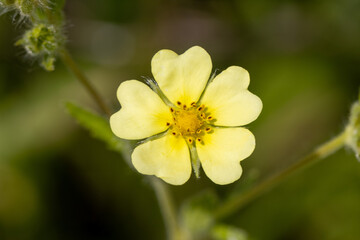 Sulphur Cinquefoil (Potentilla recta)