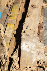 Old wood pile was eating by the termites
