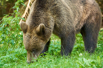 Bears at the roadside in Romania