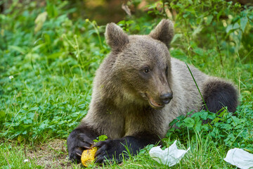 Bears at the roadside in Romania