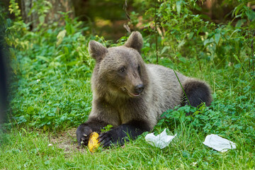 Bears at the roadside in Romania