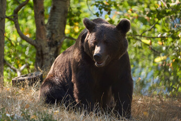 Fototapeta premium Large brown bear portrait