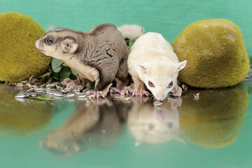 A pair of adult sugar gliders are eating sunflower seeds that fall to the ground. This mammal has...