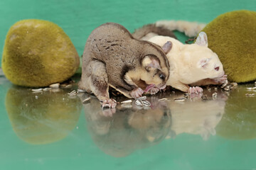 A pair of adult sugar gliders are eating sunflower seeds that fall to the ground. This mammal has...