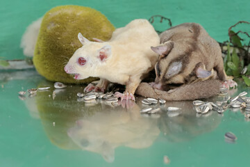 A pair of adult sugar gliders are eating sunflower seeds that fall to the ground. This mammal has the scientific name Petaurus breviceps.