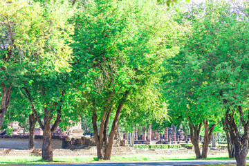 Naklejka premium atural background on the mountain with green rice terraces. Pa Bong Piang is one of the beautiful viewpoints in Chiang Mai, Thailand, overlooking the surrounding mountains. It is always popular.
