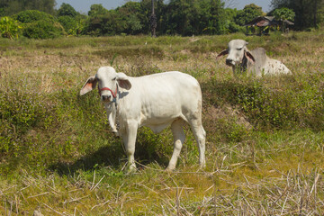 thai white cow, animal mammal