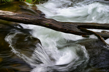 stream in the forest