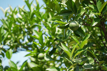 Obraz premium Green lemon on the tree blurred green background