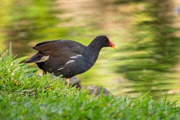 Common Moorhen - Gallinula chloropus, beautiful colored shy water bird from Euroasian swamps and water shores, Mauritius island.