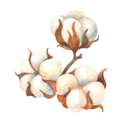 Ripe cotton bolls. Watercolor isolated dried fluffy cotton flowers composition for logo, labels, packaging design, ornaments and patterns decoration. Symbol of eco, wealth, abundance and prosperity