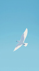 Fototapeta premium A solitary white bird glides effortlessly through a boundless blue sky, its wings outstretched in a moment of pure freedom.