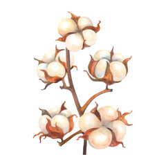 Branch of cotton flowers. Isolated watercolor clipart of twig with fluffy bolls to indicate in composition of bed sheets, blankets, towels or paper availability of natural textile fibers