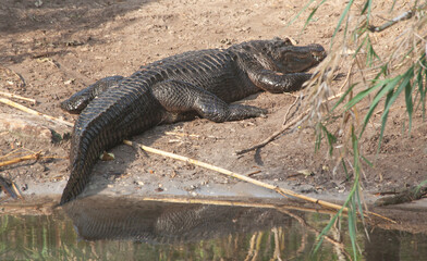 Allegator near the water