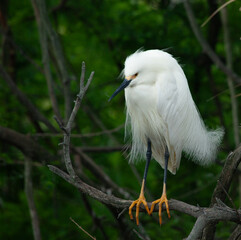 Snowy Egret in a tre