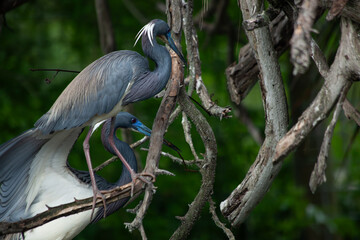 Heron in a tree