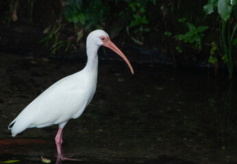 Egret standing in water