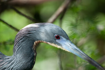 Heron in a tree