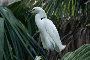 Snowy Egret in a tre