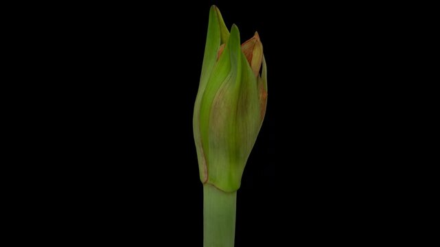 Macro time lapse blooming red Amaryllis (Hippeastrum) flower, isolated on pure black background