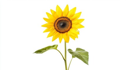 Fototapeta premium A single sunflower with its bright yellow petals and seeds visible, standing tall against a white backdrop, representing warmth and cheerfulness.