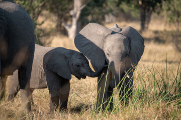 Elefanti in BWA © Davide Antoniani