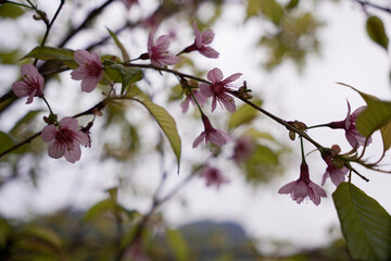 Close up photo of a bell cherry blossom branch in cloudy sky background