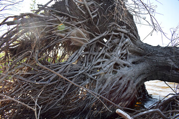 Fallen tree. Root system close-up.