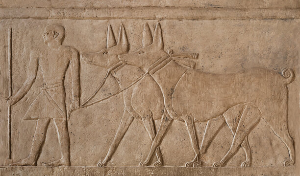 Relief of a man, two Giant Dogs, Tomb of Mereruka .old Kingdom .Saqqara . Egypt .