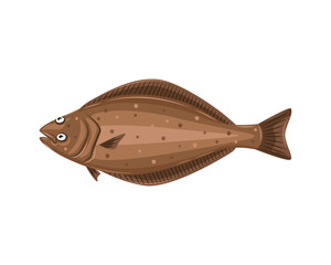 Vector illustration of halibut fish