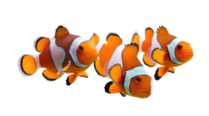 reef fish , clown fish or anemone fish isolated on transparent background