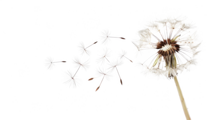 Beautiful puffy dandelion blowball and flying seeds on transparent background
