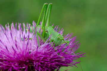 Big Green Bush Cricket (Tettigonia viridissima) sitting on wild flower.