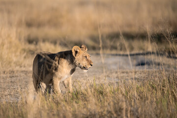 Lions in BWA
