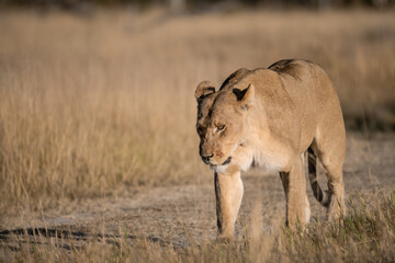 Lions in BWA