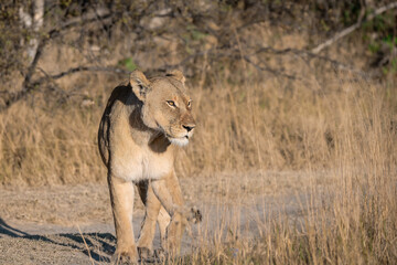 Lions in BWA