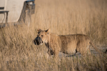Lions in BWA