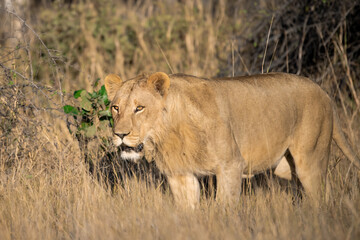 Lions in BWA