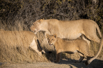 Lions in BWA
