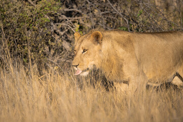 Lions in BWA