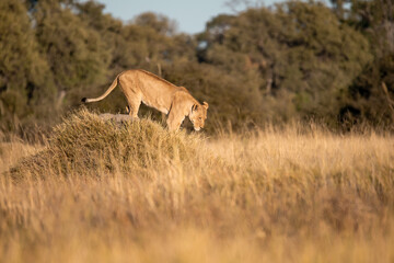 Naklejka premium Lions in BWA