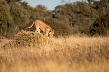 Lions in BWA