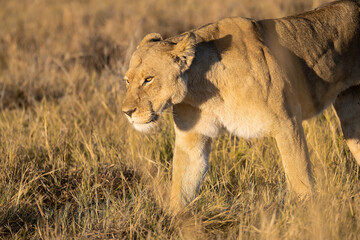 Lions in BWA