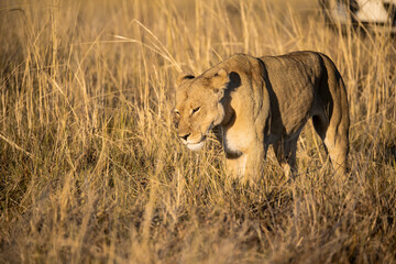 Lions in BWA